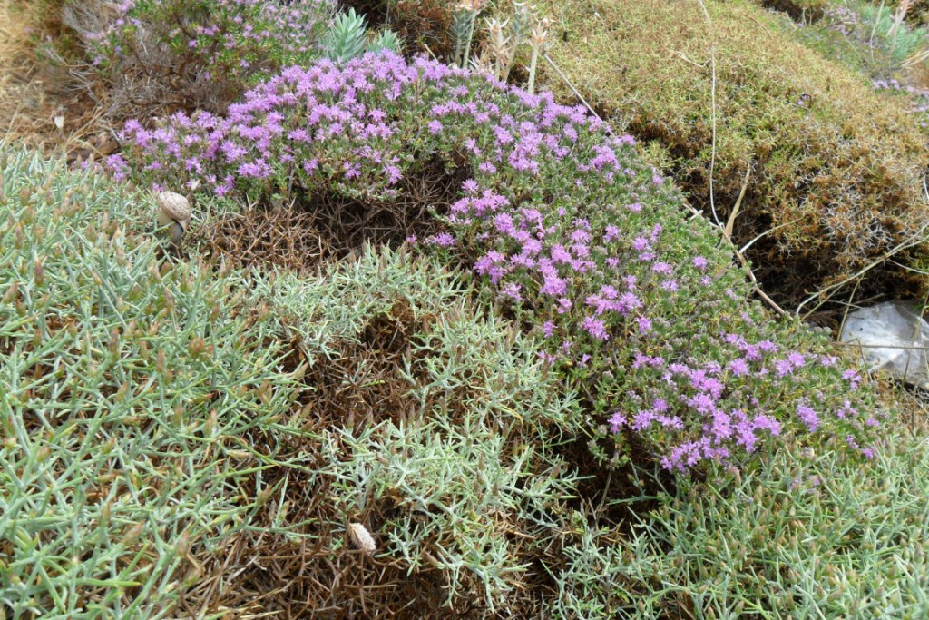 timjan, thyme, kalymnos, greece, grekland